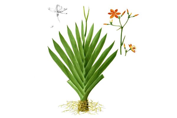 Xạ Can trị viêm họng