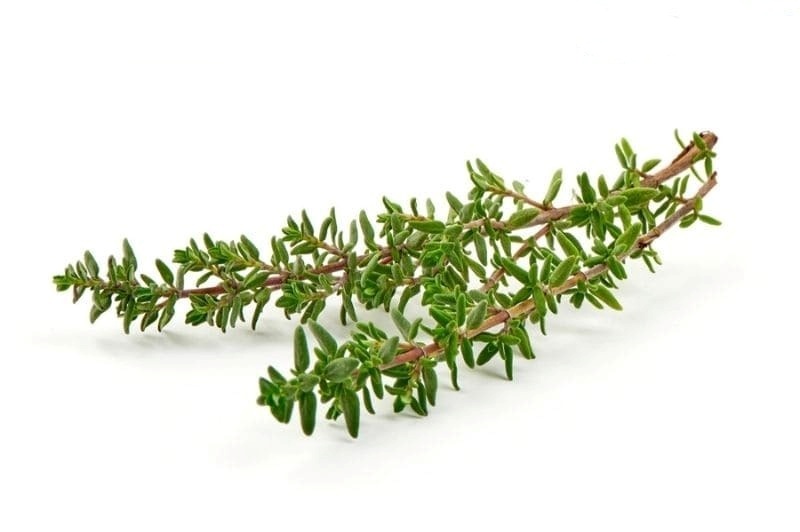 Phân loại xạ hương
