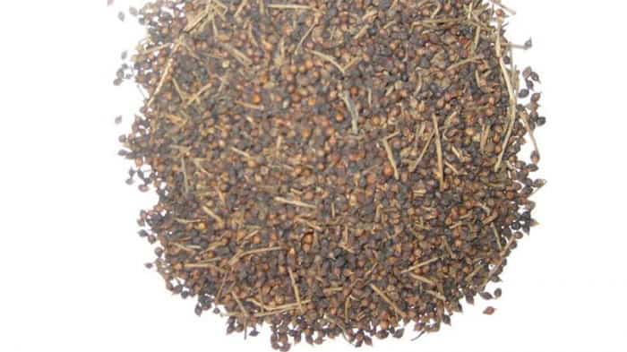 Hình ảnh cây Xa Tiền Tử nguyên bản