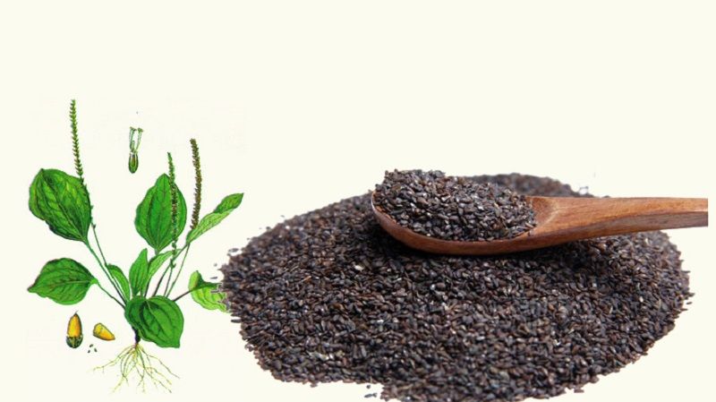 Vị thuốc Xa Tiền Tử khô