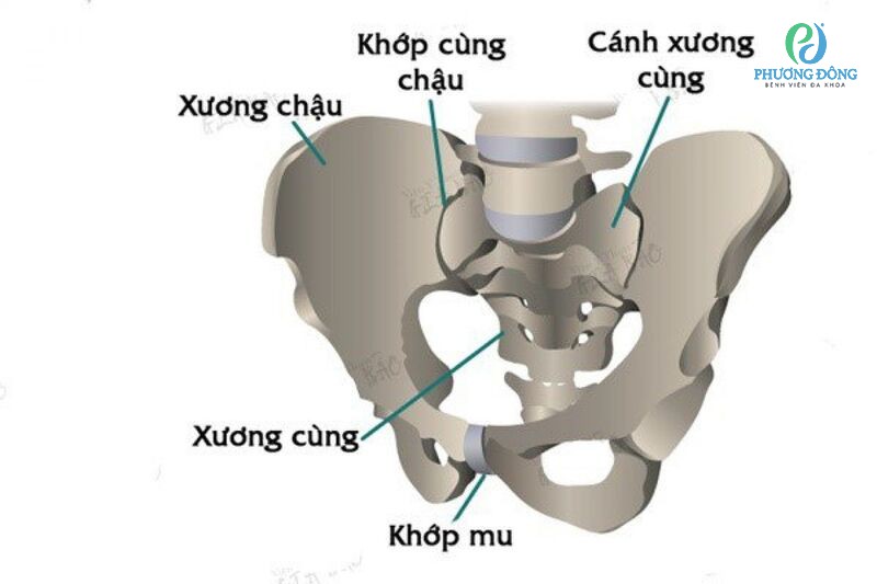 Triệu chứng đau xương mu