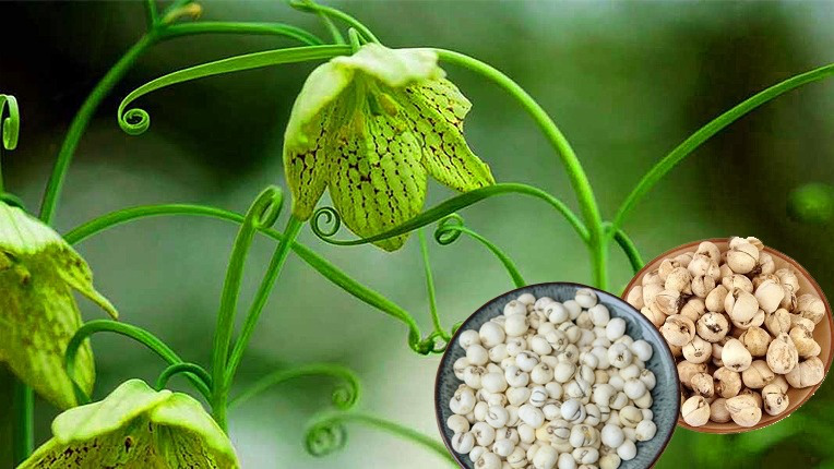 Tác dụng trị ho của Xuyên Bối Mẫu