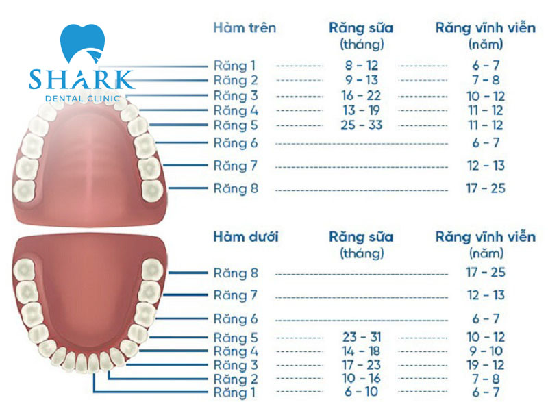 Sơ đồ răng vĩnh viễn