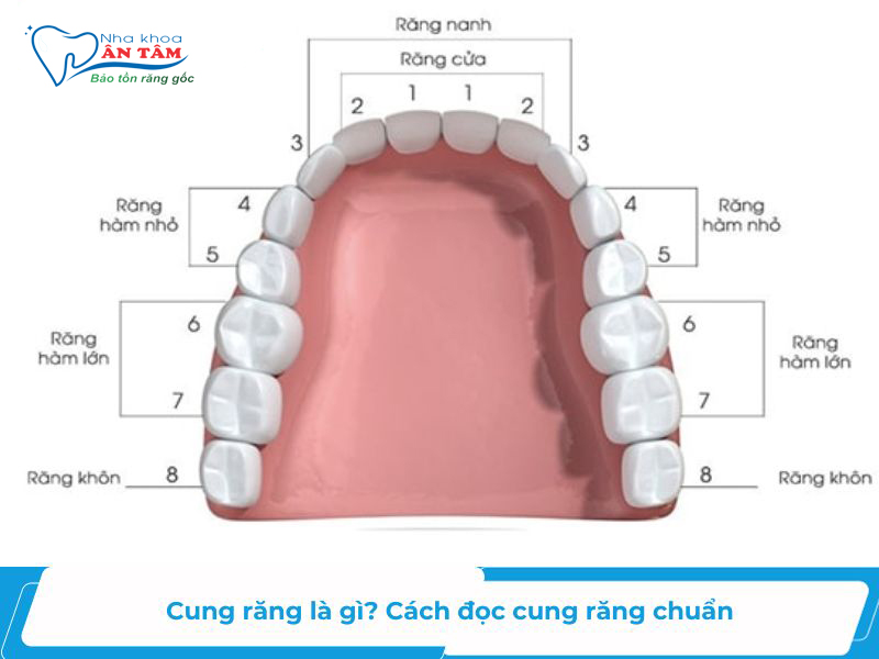 Tạo hình cung răng