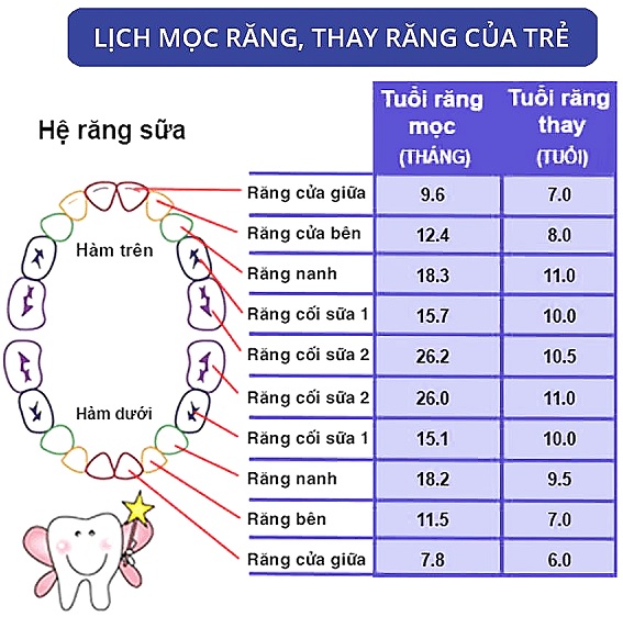 Lịch mọc răng sữa và thay răng