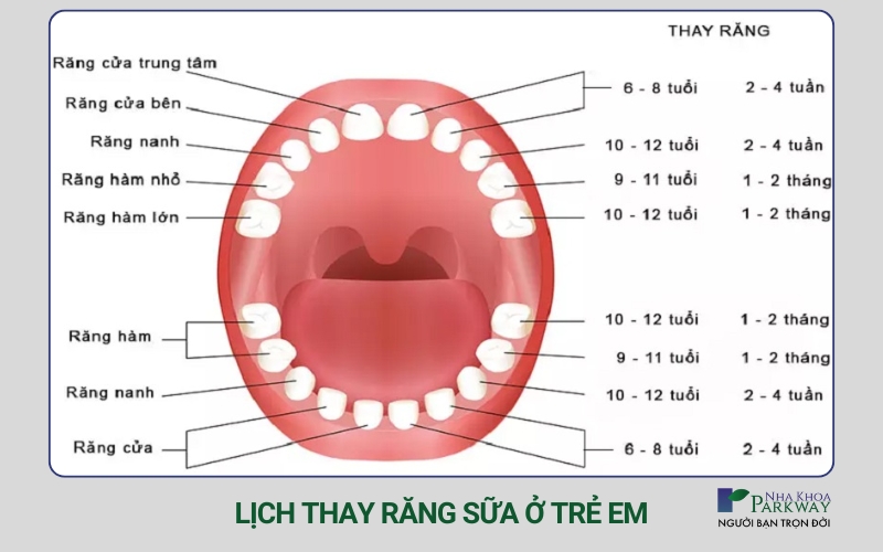 Trẻ em thay răng sữa