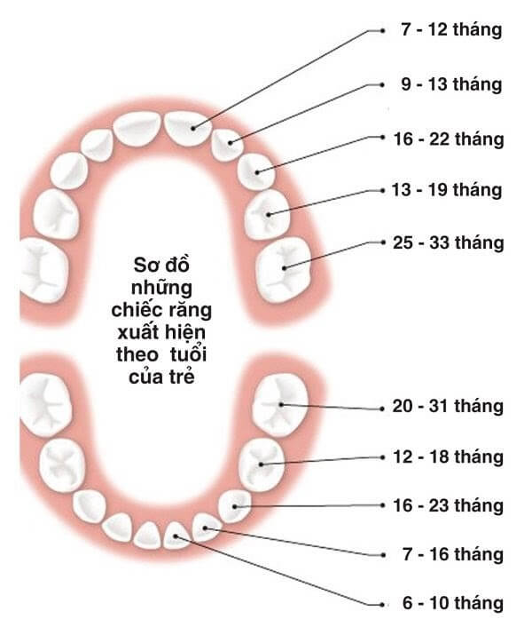 Thứ tự mọc răng sữa ở trẻ em